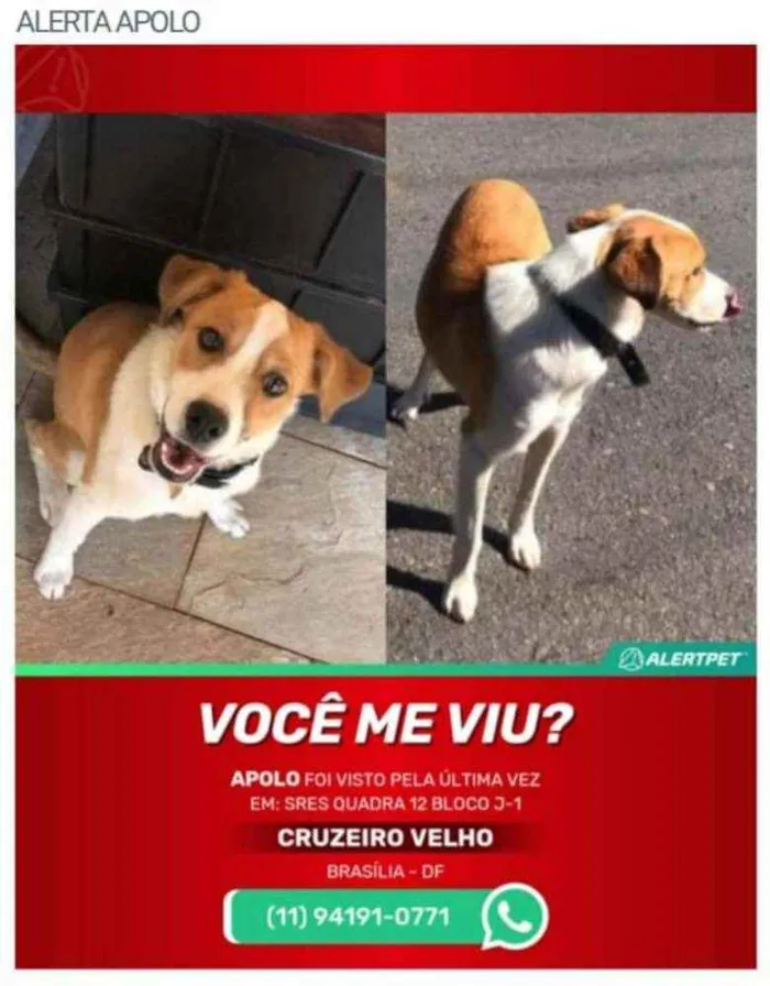 Cachorro ra a SRD idade 7 a 11 meses nome Apolo