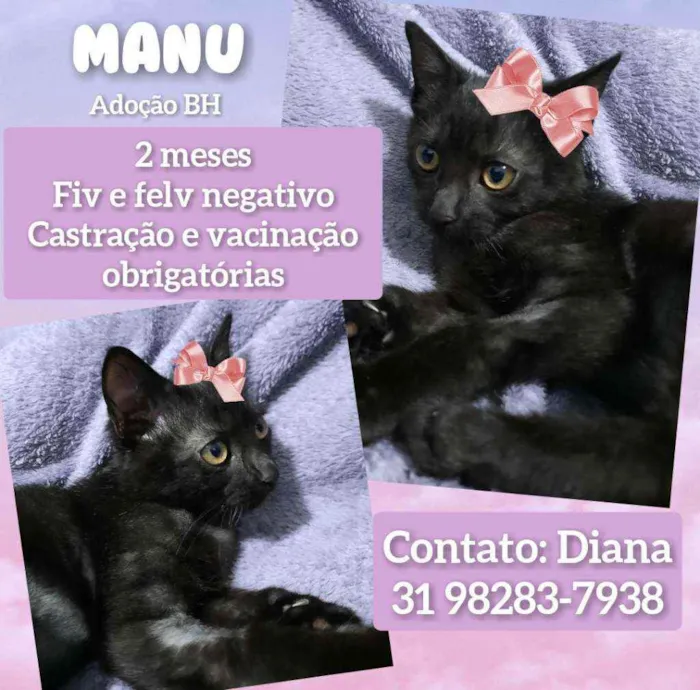 Gato raça Srd idade 2 a 6 meses nome Manu