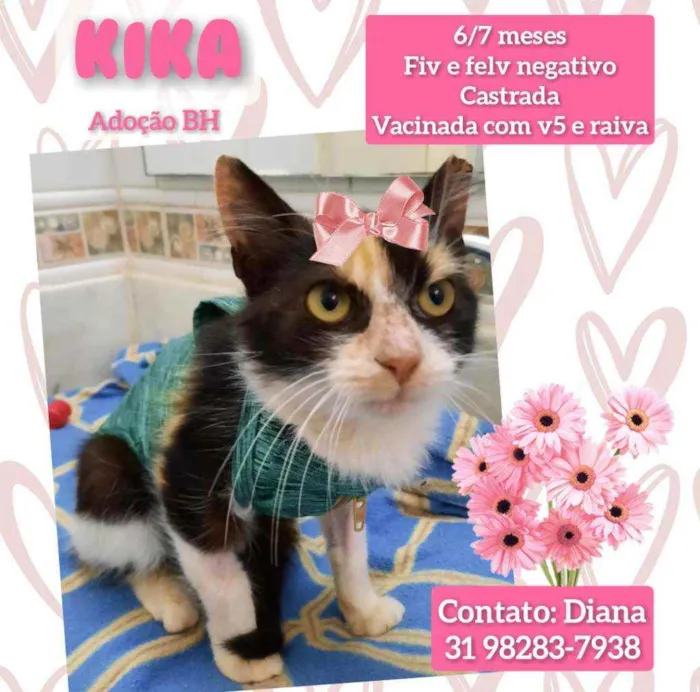 Gato raça Srd idade 2 a 6 meses nome Kika
