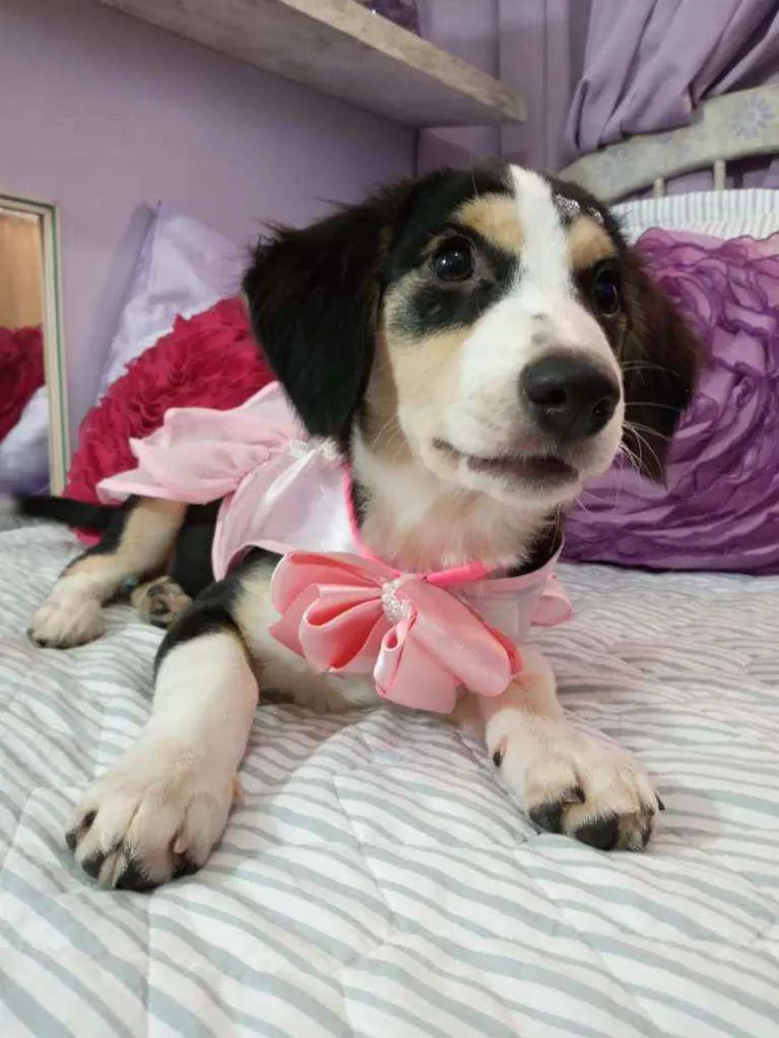 Cachorro ra a Srd idade 2 a 6 meses nome Biju