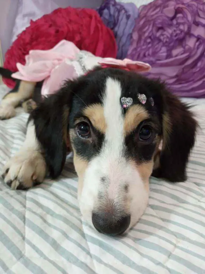 Cachorro ra a Srd idade 2 a 6 meses nome Biju