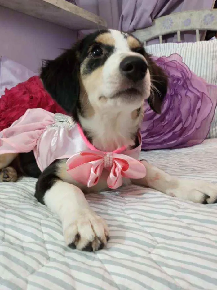 Cachorro ra a Srd idade 2 a 6 meses nome Biju