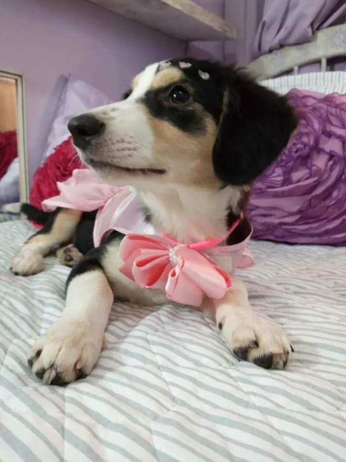 Cachorro ra a Srd idade 2 a 6 meses nome Biju