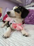 Biju
