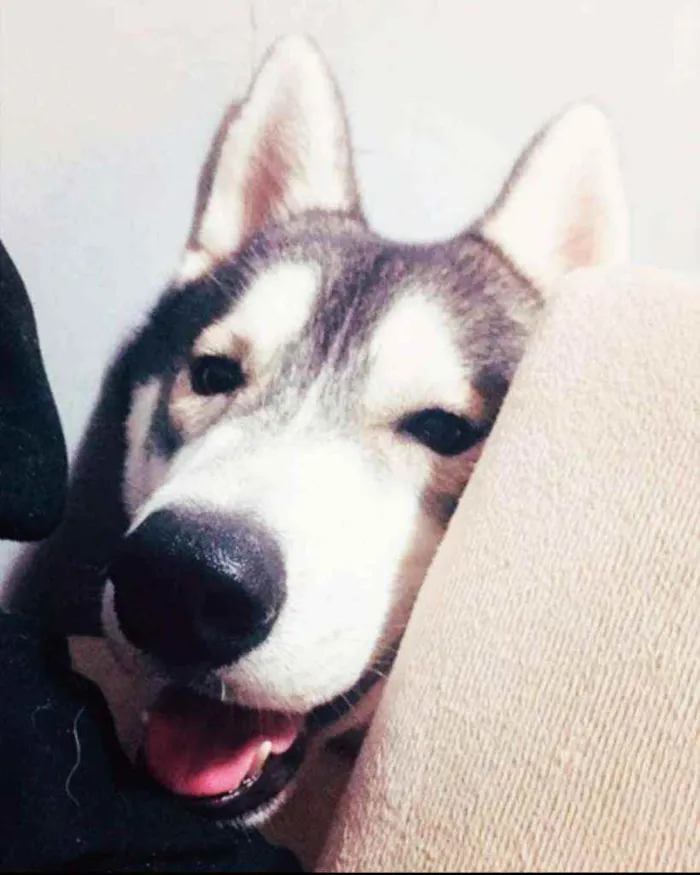 Cachorro ra a Husky siberiano idade 2 a 6 meses nome Faruk 