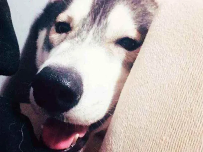 Cachorro ra a Husky siberiano idade 2 a 6 meses nome Faruk 