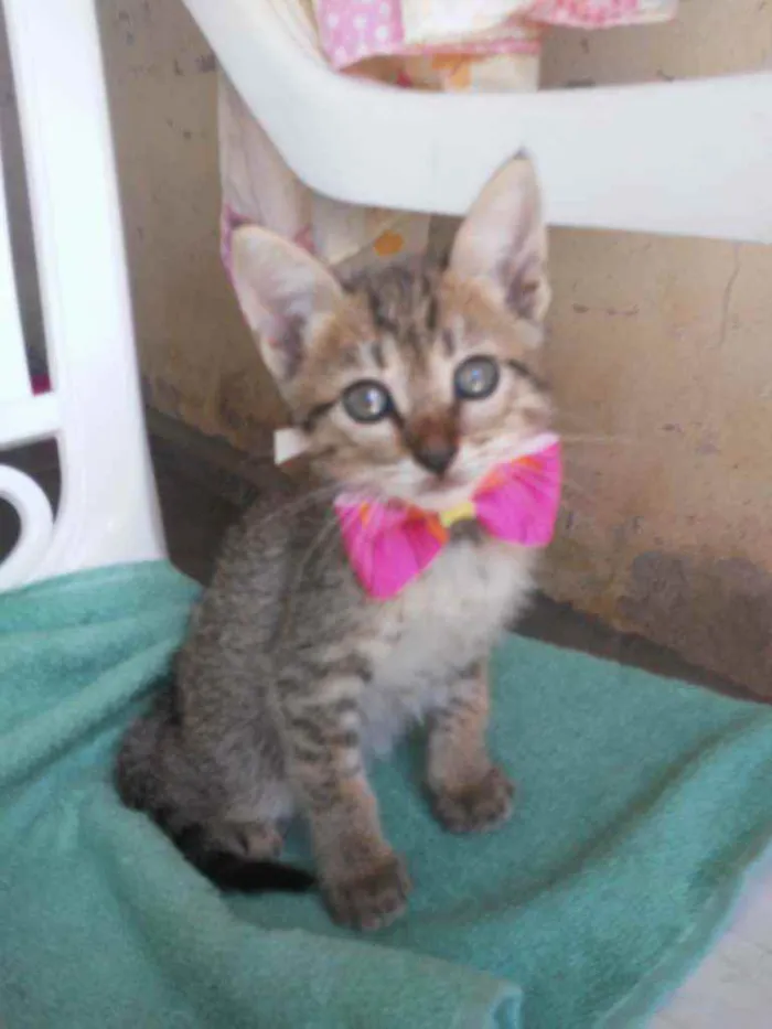 Gato ra a Comum tigresa idade 2 a 6 meses nome Belinha