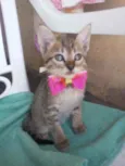 Belinha