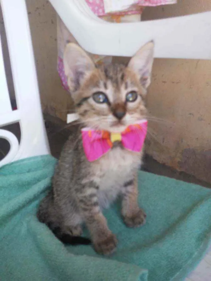 Gato ra a Comum tigresa idade 2 a 6 meses nome Belinha