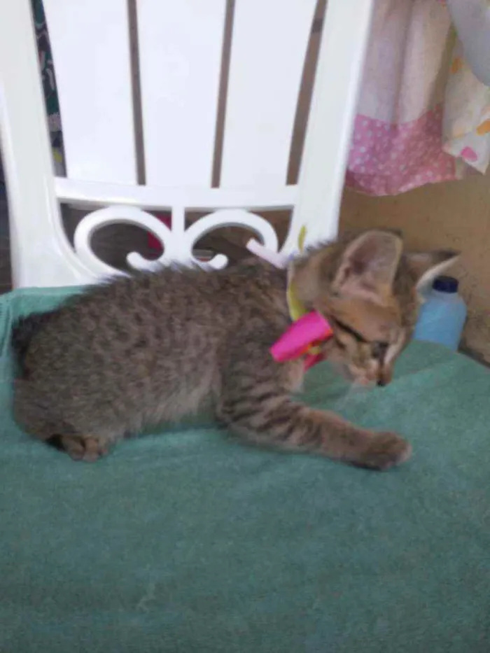 Gato ra a Comum tigresa idade 2 a 6 meses nome Belinha