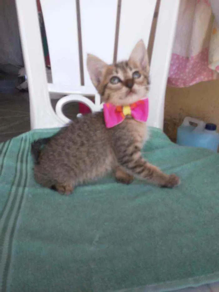 Gato ra a Comum tigresa idade 2 a 6 meses nome Belinha