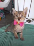 Belinha