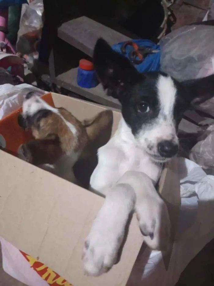 Cachorro ra a Viralata (Sem raça definida) idade 2 a 6 meses nome Sem nome