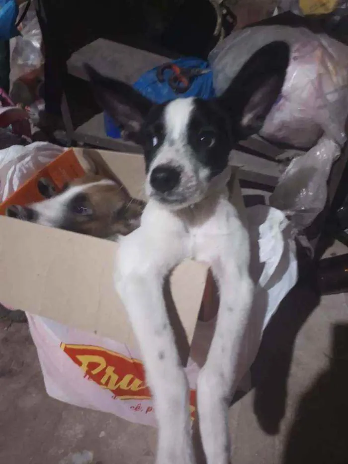 Cachorro ra a Viralata (Sem raça definida) idade 2 a 6 meses nome Sem nome