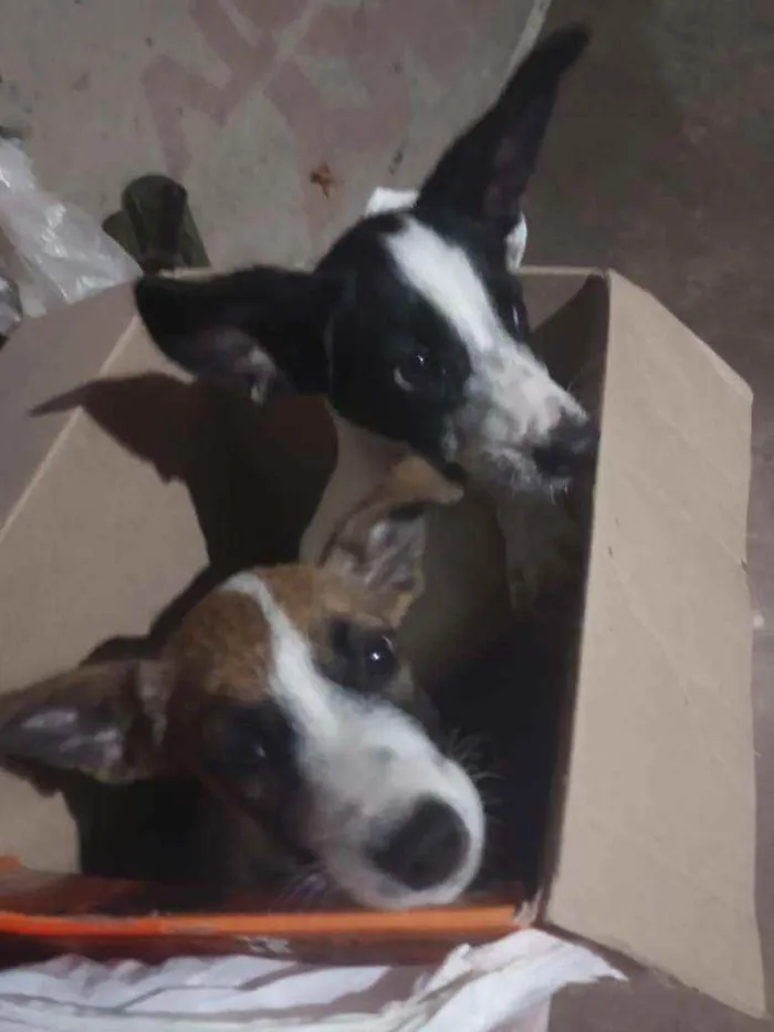 Cachorro ra a Viralata (Sem raça definida) idade 2 a 6 meses nome Sem nome