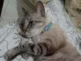 Saphira