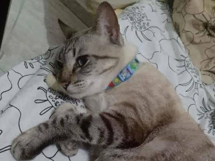 Cachorro raça  idade 4 anos nome Saphira