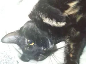 Gato raça  idade 3 anos nome Arya 