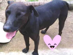 Cachorro raça SRD idade 3 anos nome Victor