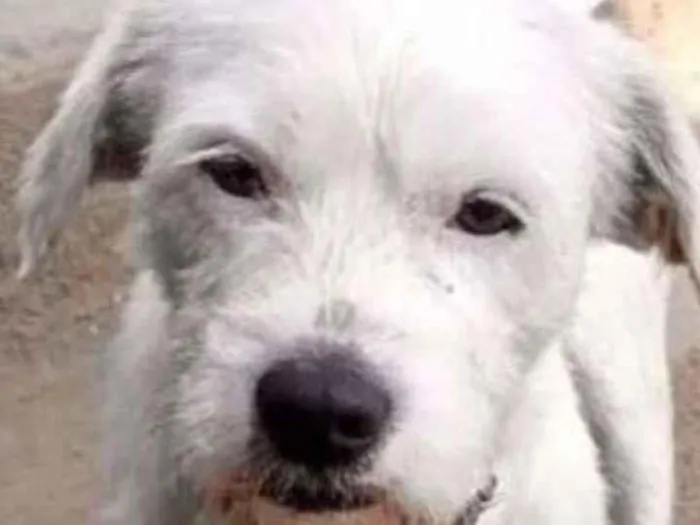 Cachorro raça Srd idade 7 a 11 meses nome Neve um fofo 