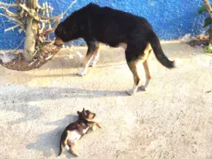 Cachorro raça Srd idade 2 a 6 meses nome Bebezinho