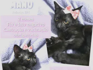 Gato raça Srd idade 2 a 6 meses nome Manu