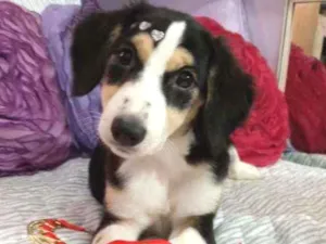 Cachorro raça Srd idade 2 a 6 meses nome Biju