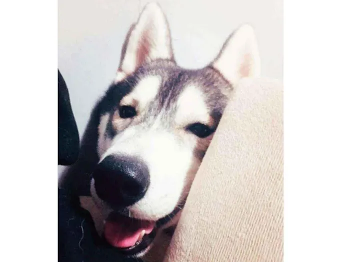 Cachorro ra a Husky siberiano idade 2 a 6 meses nome Faruk 