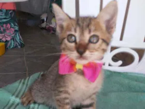 Gato raça Comum tigresa idade 2 a 6 meses nome Belinha