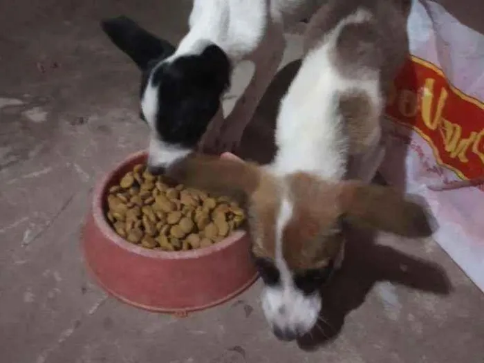 Cachorro ra a Viralata (Sem raça definida) idade 2 a 6 meses nome Sem nome