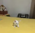 Não tem 