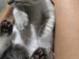 Não tem 