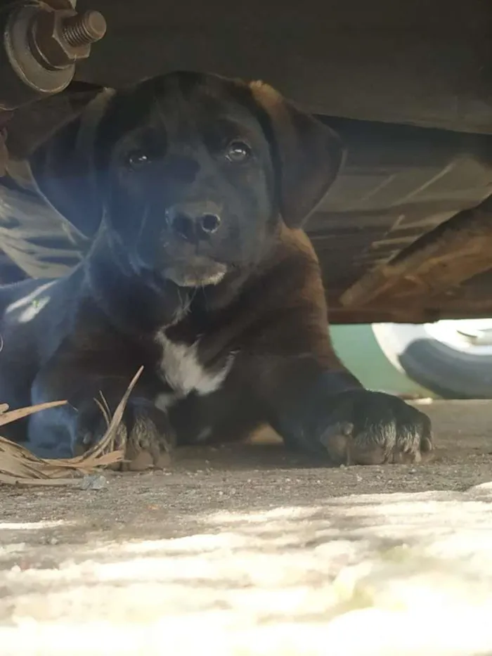 Cachorro raça SRD-ViraLata idade 2 a 6 meses nome HUGO