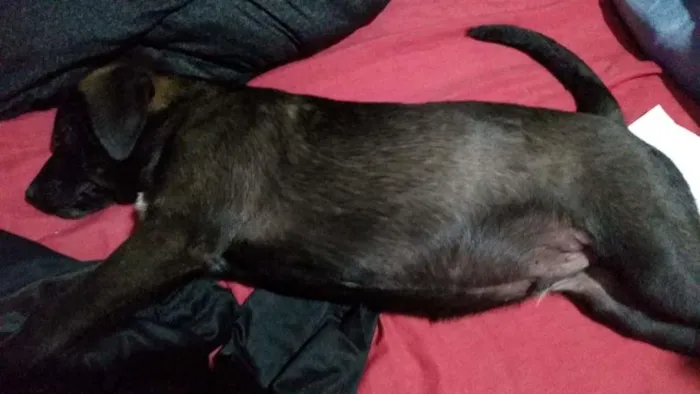 Cachorro raça SRD-ViraLata idade 2 a 6 meses nome HUGO
