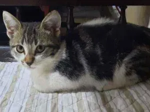 Gato raça S/D Vira Lata idade 2 a 6 meses nome Piti