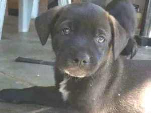 Cachorro raça SRD-ViraLata idade 2 a 6 meses nome HUGO