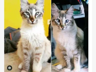 Gato raça Não sei  idade 1 ano nome Mamãezinha