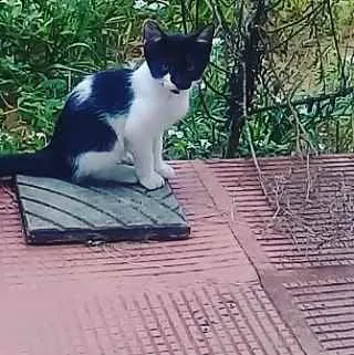 Gato ra a  idade 2 a 6 meses nome Sem nome 