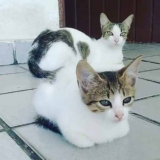 Gato ra a  idade 2 a 6 meses nome Sem nome 