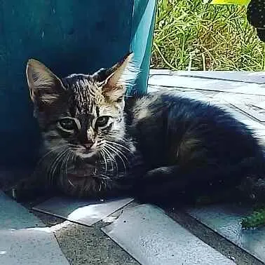 Gato ra a  idade 2 a 6 meses nome Sem nome 