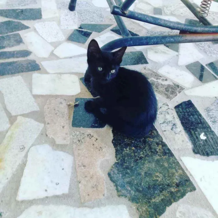 Gato ra a  idade 2 a 6 meses nome Sem nome 