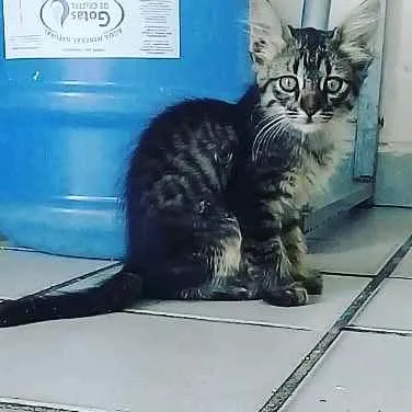Gato ra a  idade 2 a 6 meses nome Sem nome 