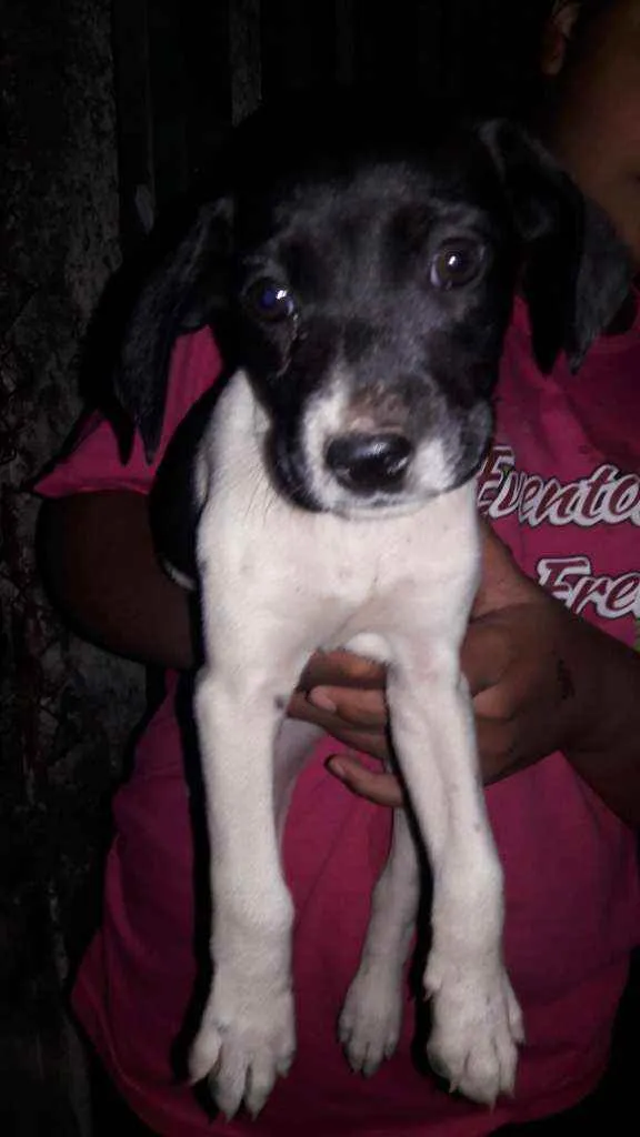 Cachorro raça Vira  lata   idade Abaixo de 2 meses nome Floor