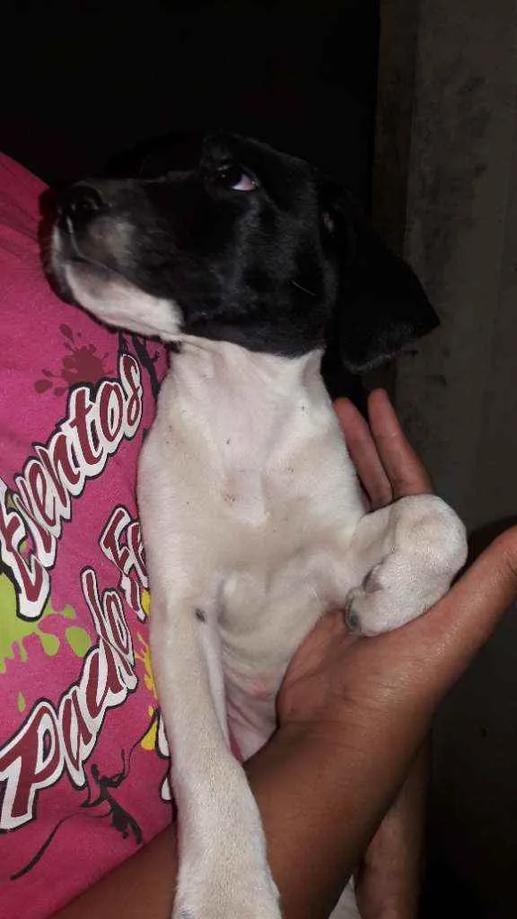 Cachorro raça Vira  lata   idade Abaixo de 2 meses nome Floor