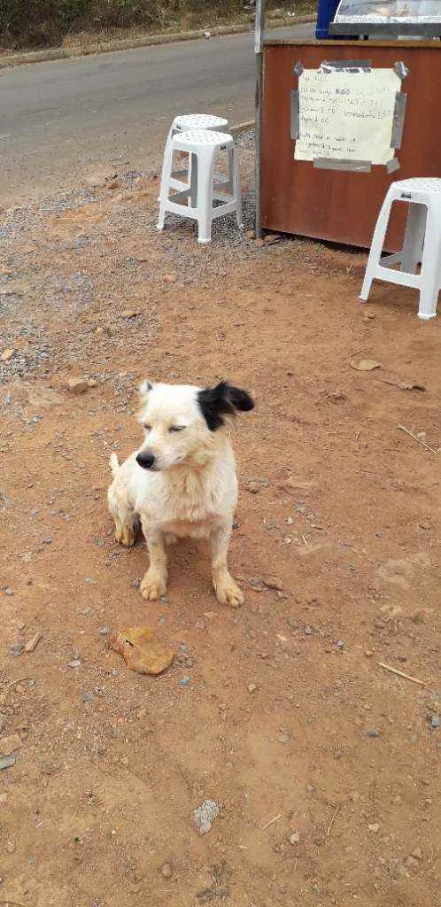 Cachorro ra a Vira lata  idade 3 anos nome Flash 