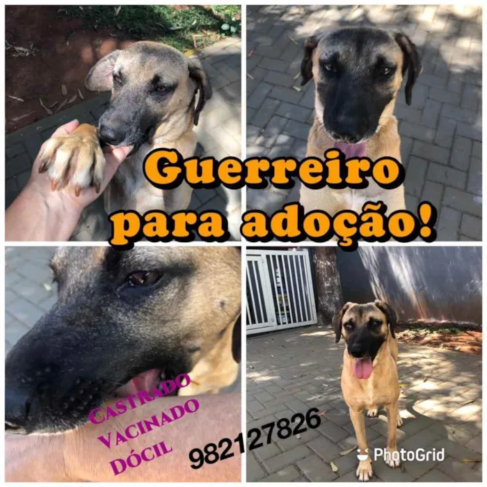 Cachorro ra a Sem raça  idade 2 anos nome Guerreiro 