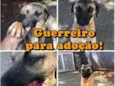 Guerreiro 
