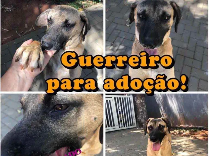 Cachorro ra a Sem raça  idade 2 anos nome Guerreiro 