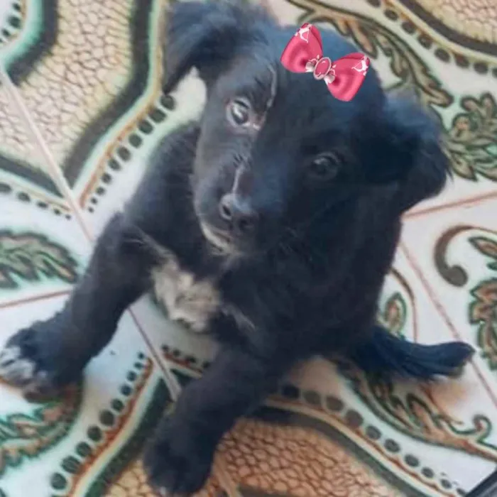 Cachorro ra a Mestiça  idade 2 a 6 meses nome Mel 