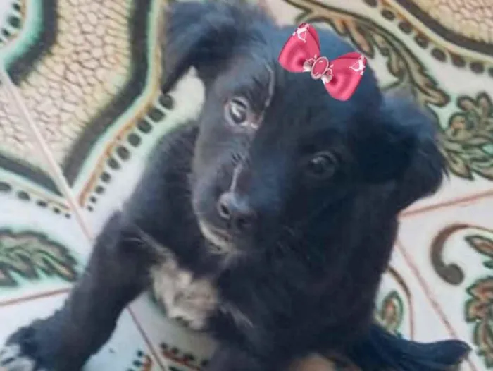 Cachorro ra a Mestiça  idade 2 a 6 meses nome Mel 